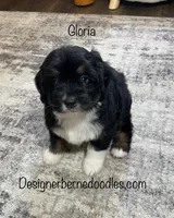 Gloria Mini, a female Miniature Bernedoodle for sale in Arthur, IL – 2 of 8