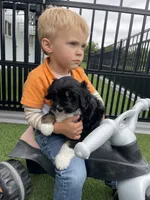 Gloria Mini, a female Miniature Bernedoodle for sale in Arthur, IL – 6 of 8