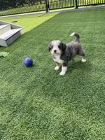 Layton Mini, a male Miniature Bernedoodle for sale in Arthur, IL – 4 of 5