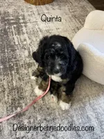 Quinta, a female Bernedoodle for sale in Arthur, IL – 2 of 8