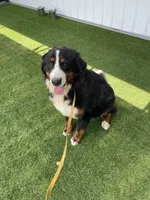 Poppy AKC, a female Bernese Mountain Dog for sale in Arthur, IL – 6 of 9