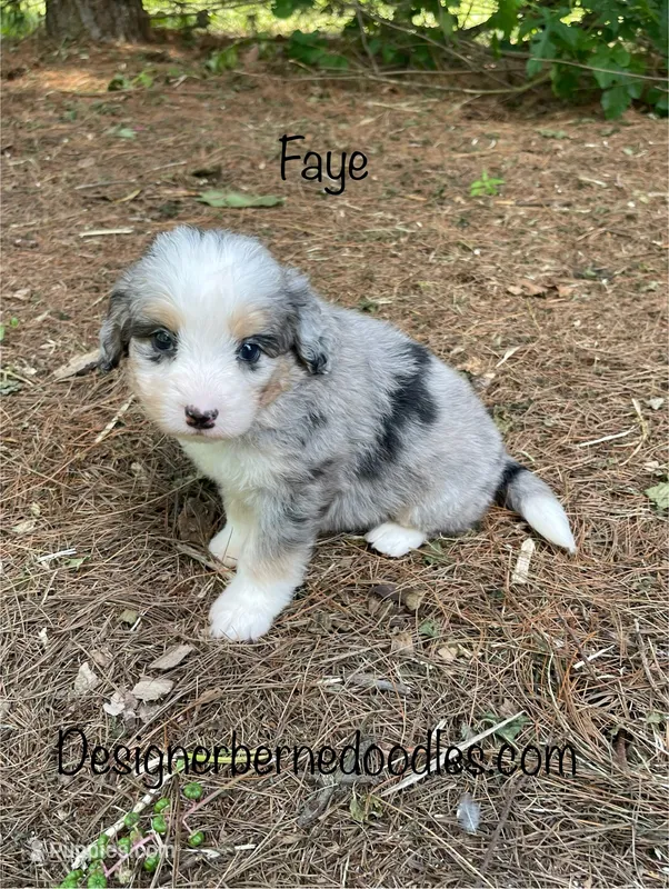 Faye Mini – Miniature Bernedoodle puppy for sale in Arthur, IL