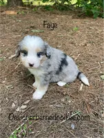 Faye Mini, a female Miniature Bernedoodle for sale in Arthur, IL – 1 of 8