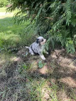 Faye Mini, a female Miniature Bernedoodle for sale in Arthur, IL – 6 of 8