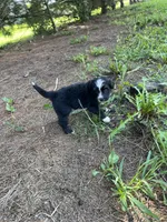 Iris Mini, a female Miniature Bernedoodle for sale in Arthur, IL – 4 of 6