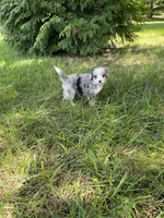 Faye Mini, a female Miniature Bernedoodle for sale in Arthur, IL – 8 of 8
