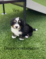 Yanis Mini, a male Miniature Bernedoodle for sale in Arthur, IL – 2 of 6