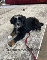 Iris Mini, a female Miniature Bernedoodle for sale in Arthur, IL – 2 of 5