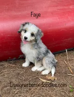 Faye Mini, a female Miniature Bernedoodle for sale in Arthur, IL – 3 of 6