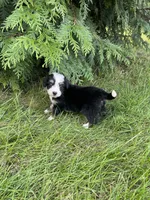 Gracie Mini, a female Miniature Bernedoodle for sale in Arthur, IL – 5 of 5