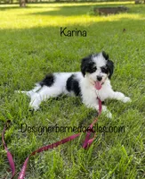 Karina F1b tiny, a female Miniature Bernedoodle for sale in Arthur, IL – 8 of 8