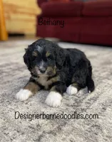 Bethany Mini, a female Miniature Bernedoodle for sale in Arthur, IL – Photo 2 of 4