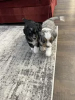 Bethany Mini, a female Miniature Bernedoodle for sale in Arthur, IL – Photo 4 of 4