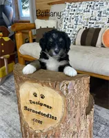 Bethany Mini, a female Miniature Bernedoodle for sale in Arthur, IL – Photo 1 of 4