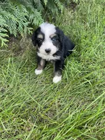 Gracie Mini, a female Miniature Bernedoodle for sale in Arthur, IL – 3 of 5