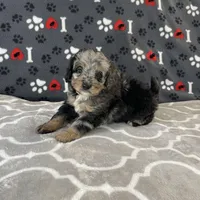 Chase F1b Tiny, a male Miniature Bernedoodle for sale in Arthur, IL – Photo 5 of 7