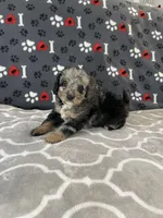 Chase F1b Tiny, a male Miniature Bernedoodle for sale in Arthur, IL – Photo 5 of 7