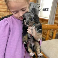 Chase F1b Tiny, a male Miniature Bernedoodle for sale in Arthur, IL – Photo 2 of 7
