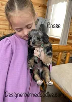 Chase F1b Tiny, a male Miniature Bernedoodle for sale in Arthur, IL – Photo 2 of 7