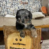 Chase F1b Tiny, a male Miniature Bernedoodle for sale in Arthur, IL – Photo 1 of 7