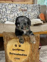 Chase F1b Tiny, a male Miniature Bernedoodle for sale in Arthur, IL – Photo 1 of 7
