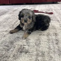 Chase F1b Tiny, a male Miniature Bernedoodle for sale in Arthur, IL – Photo 4 of 7