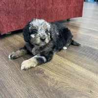 Chase F1b Tiny, a male Miniature Bernedoodle for sale in Arthur, IL – Photo 6 of 7