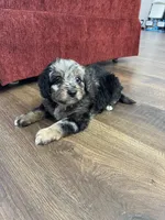 Chase F1b Tiny, a male Miniature Bernedoodle for sale in Arthur, IL – Photo 6 of 7