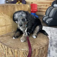 Chase F1b Tiny, a male Miniature Bernedoodle for sale in Arthur, IL – Photo 7 of 7