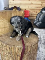Chase F1b Tiny, a male Miniature Bernedoodle for sale in Arthur, IL – Photo 7 of 7