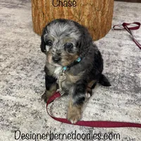 Chase F1b Tiny, a male Miniature Bernedoodle for sale in Arthur, IL – Photo 3 of 7