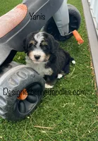 Yanis Mini, a male Miniature Bernedoodle for sale in Arthur, IL – 4 of 6