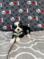 Gianna F1b tiny, a female Miniature Bernedoodle for sale in Arthur, IL – Photo 3 of 6
