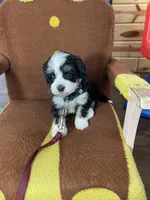 Gianna F1b tiny, a female Miniature Bernedoodle for sale in Arthur, IL – Photo 5 of 6