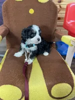 Gianna F1b tiny, a female Miniature Bernedoodle for sale in Arthur, IL – Photo 4 of 6