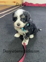 Gianna F1b tiny, a female Miniature Bernedoodle for sale in Arthur, IL – Photo 2 of 6