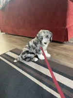 Quinn , a male Miniature Bernedoodle for sale in Arthur, IL – Photo 5 of 6