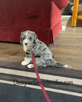 Quinn , a male Miniature Bernedoodle for sale in Arthur, IL – Photo 3 of 6