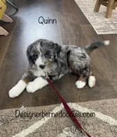 Quinn , a male Miniature Bernedoodle for sale in Arthur, IL – Photo 2 of 6