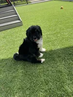 Gloria Mini, a female Miniature Bernedoodle for sale in Arthur, IL – 8 of 8