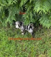 Jesse Mini, a male Miniature Bernedoodle for sale in Arthur, IL – 2 of 2