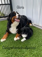 Gloria Mini, a female Miniature Bernedoodle for sale in Arthur, IL – 5 of 8