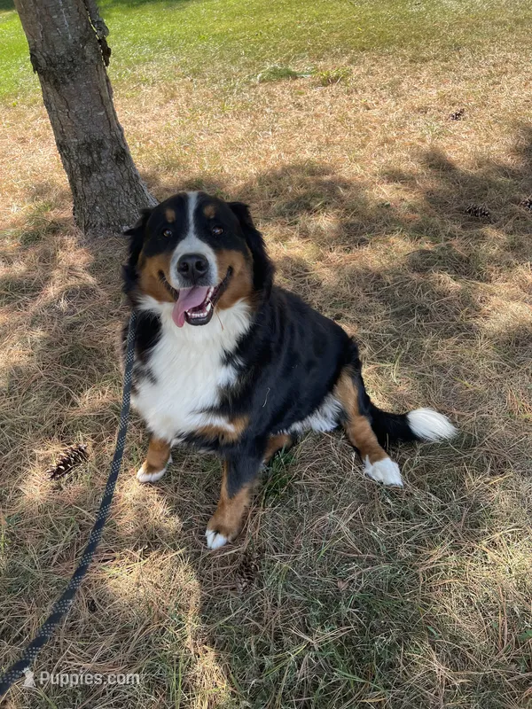 Missy – Bernese Mountain Dog puppy for sale in Arthur, IL
