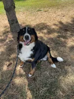 Missy, a female Bernese Mountain Dog for sale in Arthur, IL – 1 of 4