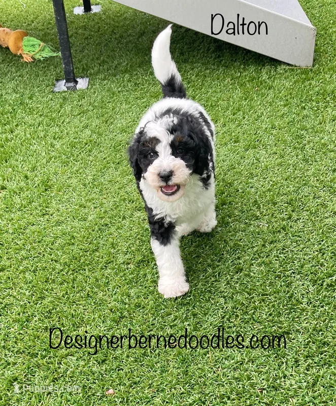 Dalton Tiny – Miniature Bernedoodle puppy for sale in Arthur, IL