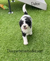Dalton Tiny, a female Miniature Bernedoodle for sale in Arthur, IL – 1 of 7
