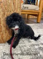 Jane F1b tiny, a female Miniature Bernedoodle for sale in Arthur, IL – 3 of 8