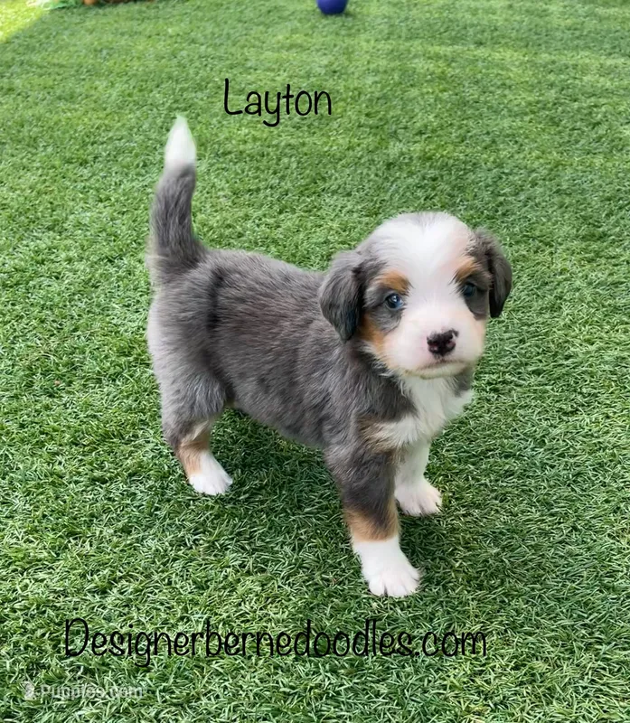 Layton Mini – Miniature Bernedoodle puppy for sale in Arthur, IL