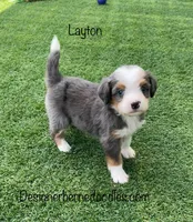 Layton Mini, a male Miniature Bernedoodle for sale in Arthur, IL – 1 of 5
