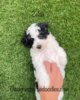 Zelda Tiny/Toy, a female Miniature Bernedoodle for sale in Arthur, IL – 2 of 5